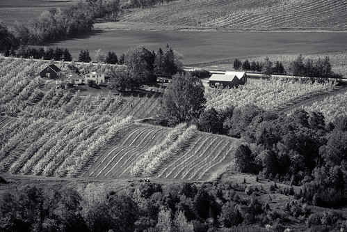 fujixe2 thelookoff lookoff overlook novascotia canada cans2s fields orchards farm farmhouse 2016 blackandwhite bw mono monochrome morning valley annapolisvalley blossoms blossoming rows barn trees