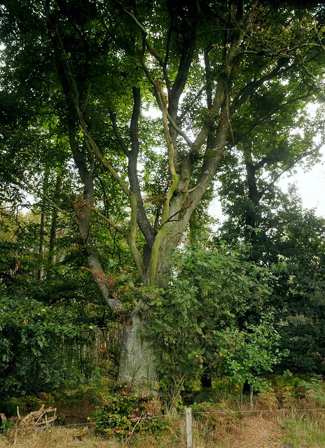 Bäume in Brunsholm - Stieleichen (Quercus robur) auf einer Viehweide; Bergenhusen, Stapelholm (11)