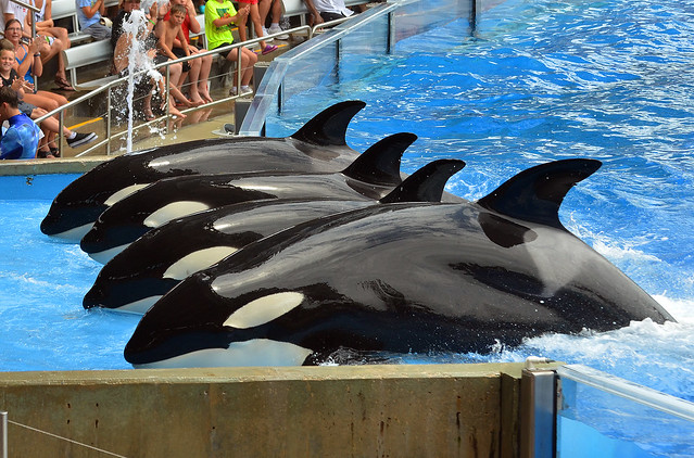 orcas 3893