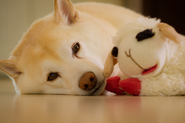 Shiba and her Favorite Toy