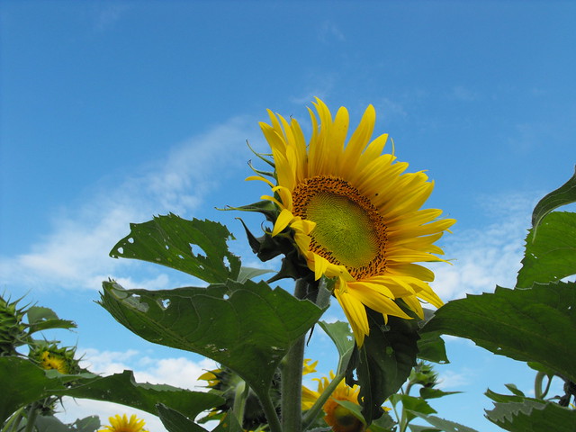 Sunflowers in Upton, Qc