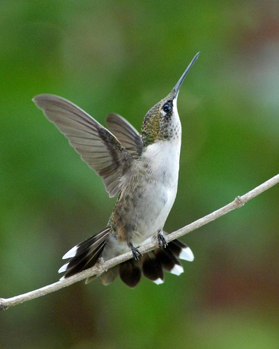 bird hummingbird kentucky kos rubythroatedhummingbird archilochuscolubris jackiebelmore
