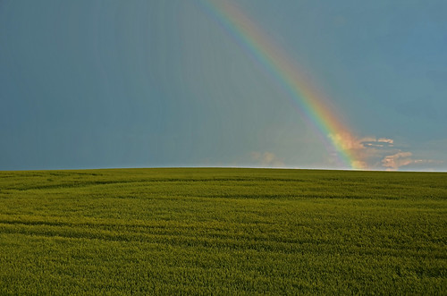 summer canada field landscape rainbow july alberta dripping 2012 7月 七月 カナダ 文月 bookmonth fumizuki アルバータ州 shichigatsu 平成24年