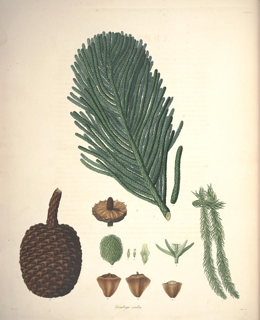 n173_w1150 | A description of the genus Pinus :. London :J. … | Flickr