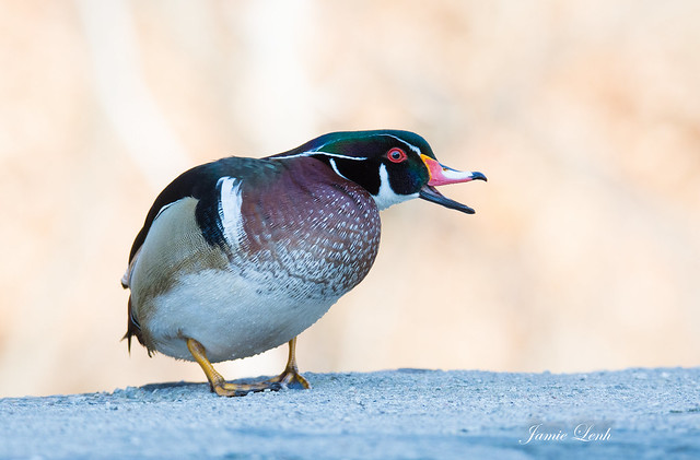 A Happy Wood Duck