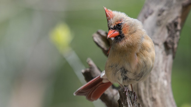 Cardinal (female)-6759
