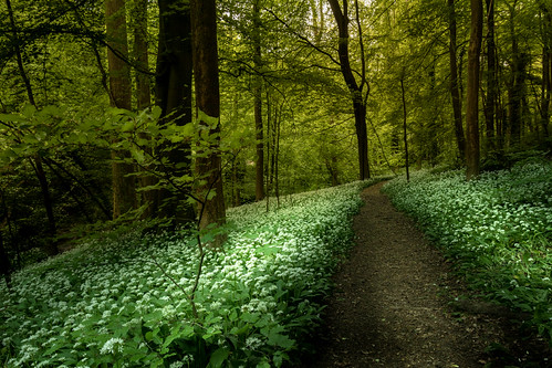 Wild Garlic | by David Fullwood