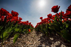 Flowerbulbs 5 - Tulips