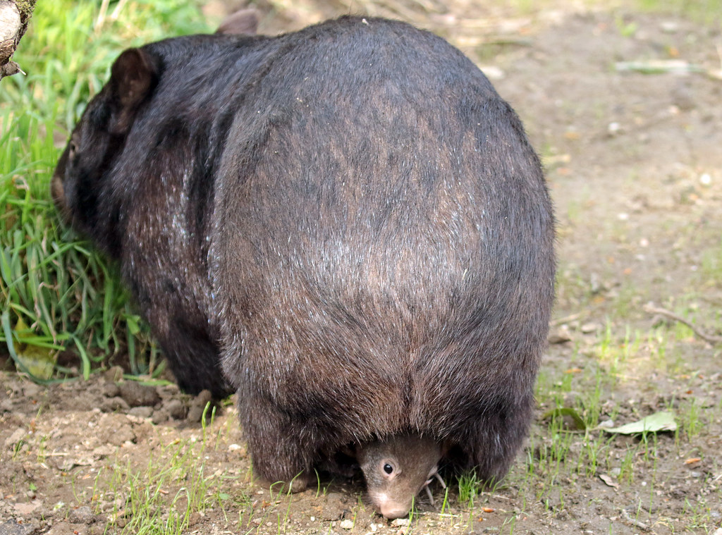 wombat Duisburg BB2A7971
