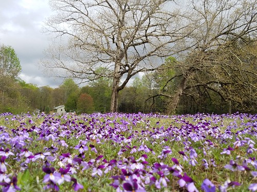 purpleflowers landscape nature virginia
