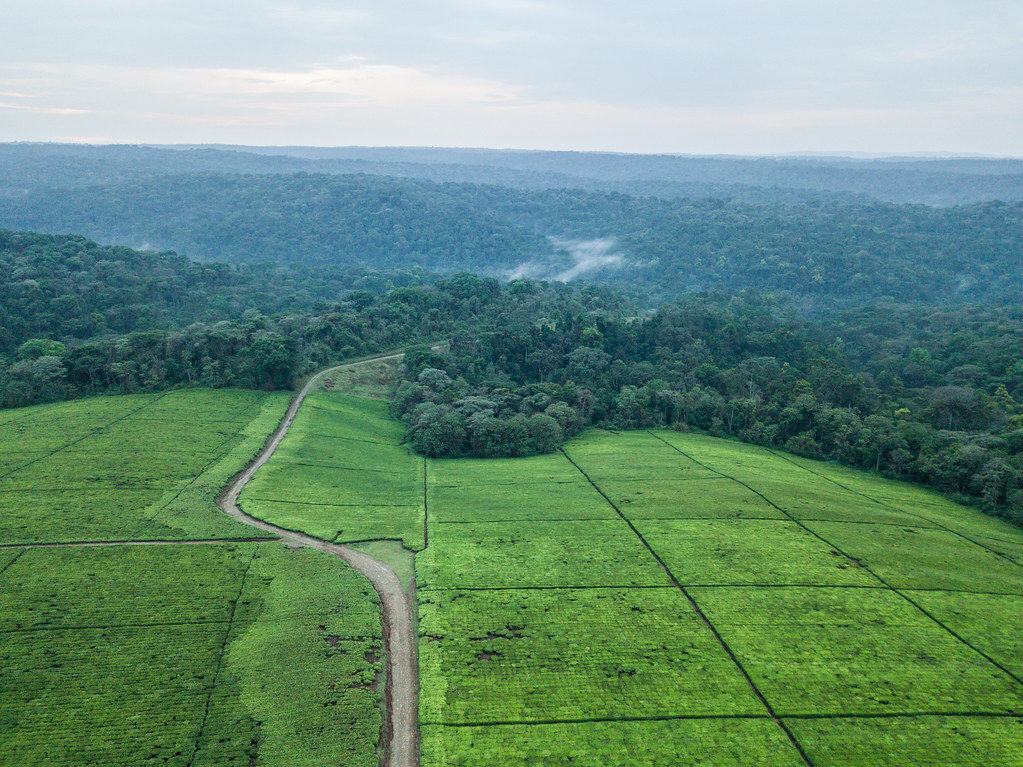 Aerial view of Southwest Mau Forest and neighbouring tea estates.