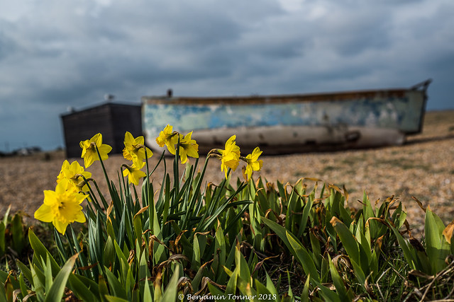 Dungeness daffodils