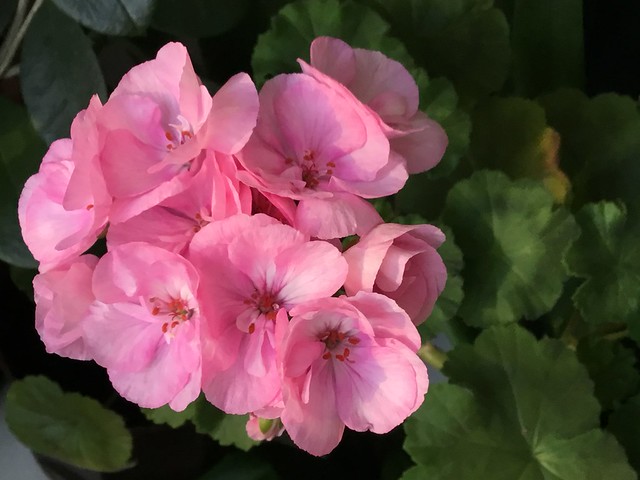 Pink tenderness of petals. (Pelargonium)