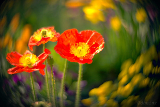 Poppies in the Spring