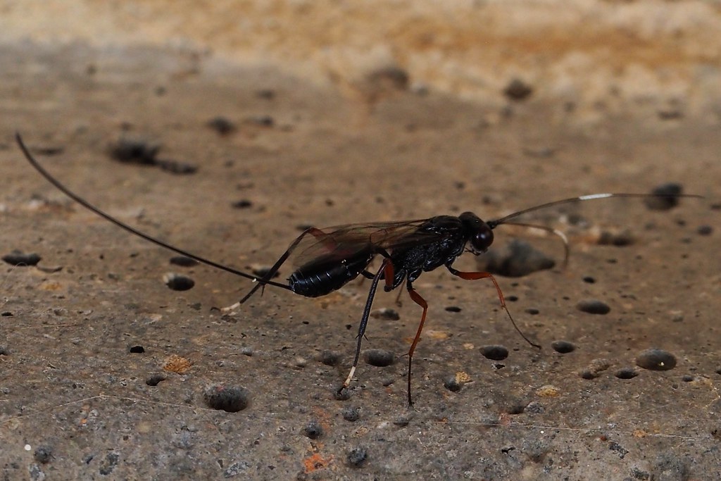 Stenarella domator | parasite de delta ? | Iyptala's Garden | Flickr