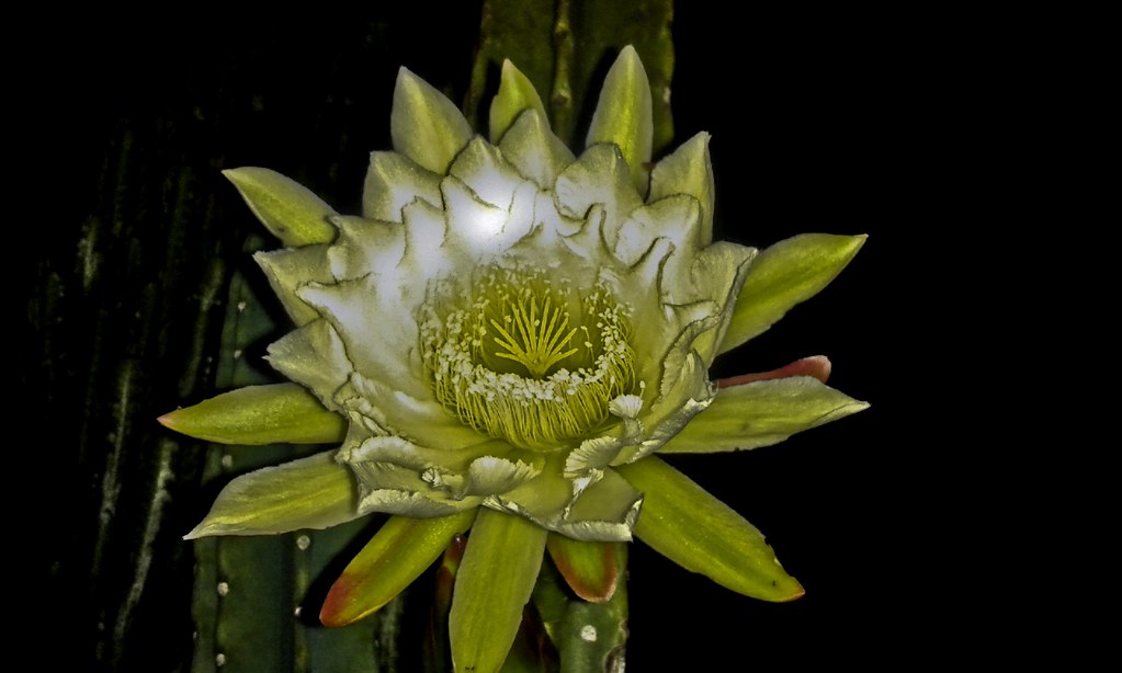 Flor noturna de cacto (série com 2 fotos) // Night Cactus … | Flickr