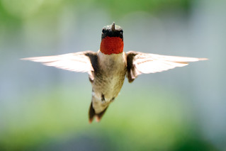 Ruby Throated Hummingbird | by Eric Kilby