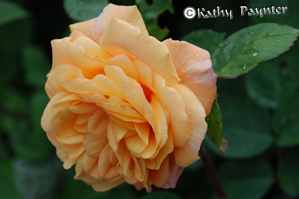 Butchart Garden Leaning Orange Rose