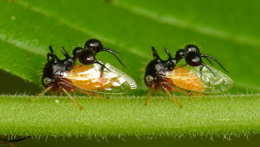 Ant-mimicking treehopper, Cyphonia clavata, Membracidae