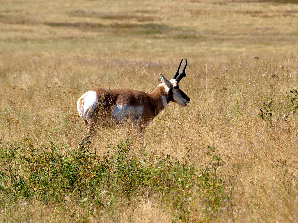 Antelope 3 Natl Bison Range