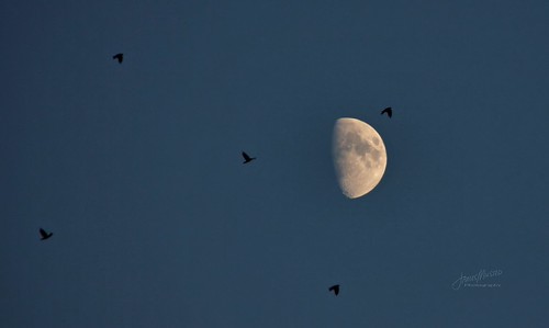 Moon and Crows by James Milstid, Every evening at sunset, several flocks of hundreds of crows fly by my house on their way to their e