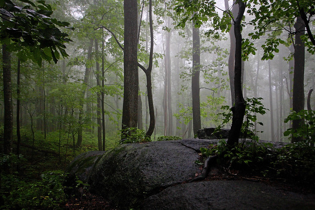 Old Rag Mountain: Misty forest