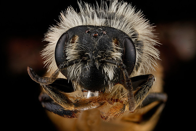 Andrena-gardineri,-female,-face_2012-07-02-16.05.20-ZS-PMax