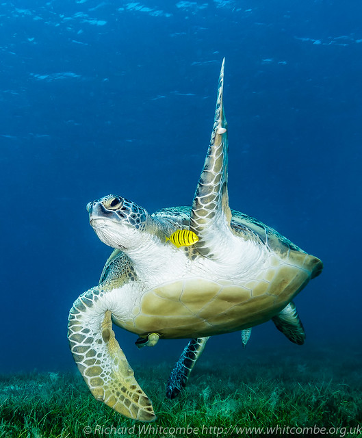 A large Green Turtle waves a flipper at the camera as it swims over shallow seagrass with a remora and small fish in tow