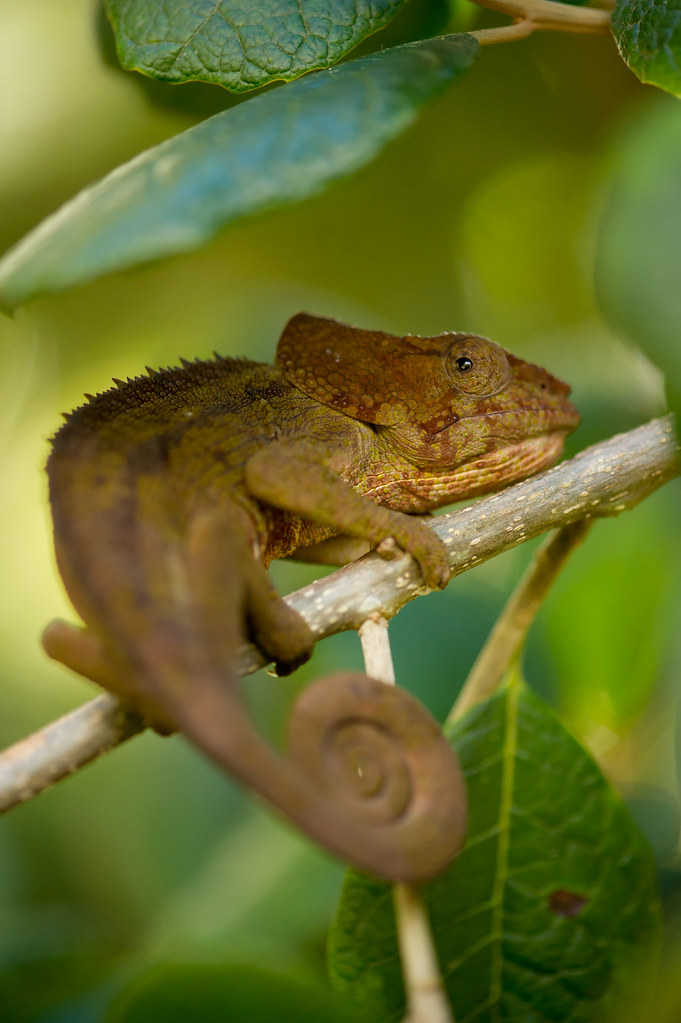 Elephant Eared Chameleon | There are about 150 species of Ch… | Flickr