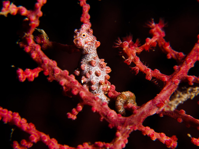 Pygmy Seahorse - Hippocampus bargibanti