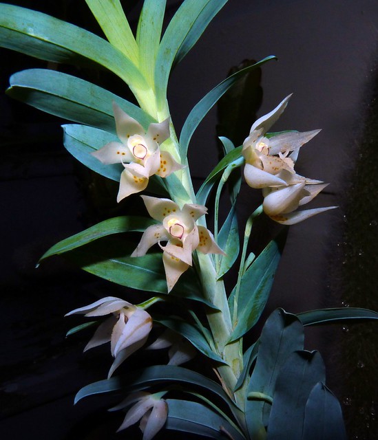Dichaea glauca species orchid, 1st bloom 7-12*