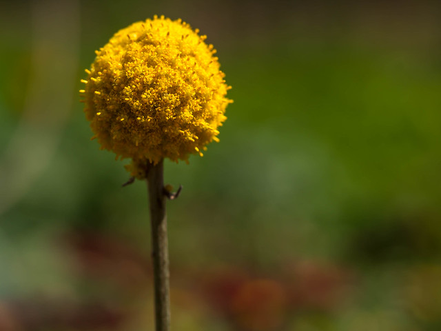 Billy buttons - Craspedia globosa / Yellow globe /Ball flower