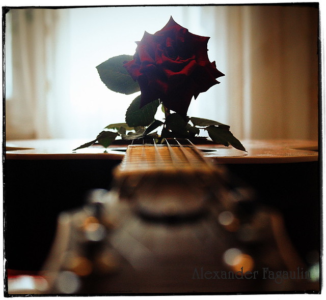 Guitar and rose 1