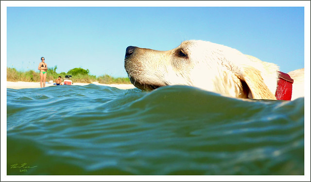 Beware: Giant Dog Roams the Waters of the Seashore