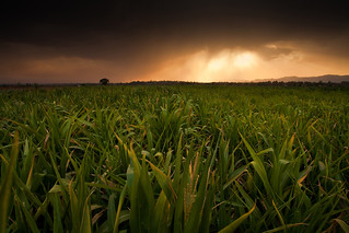 Maize field in Pakistan | by CIMMYT
