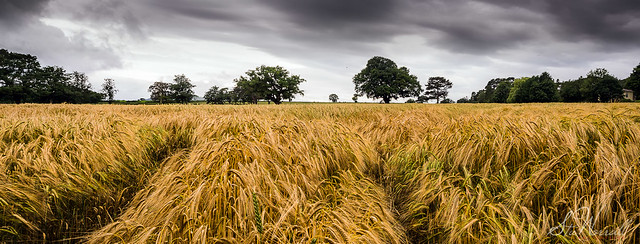 Stormy Wheat Field