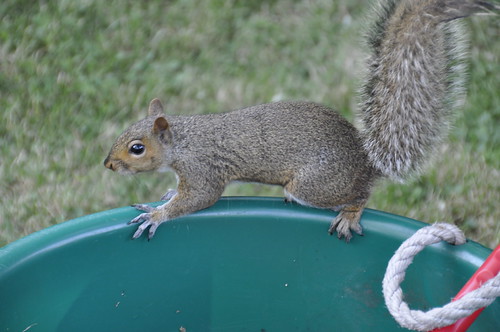 Squirrel | by Barbie 2010