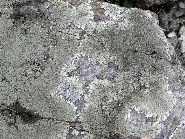 Xanthoparmelia tinctina (Kogelschildmos) & Xanthoparmelia conspersa (Granietschildmos - rechtsboven)