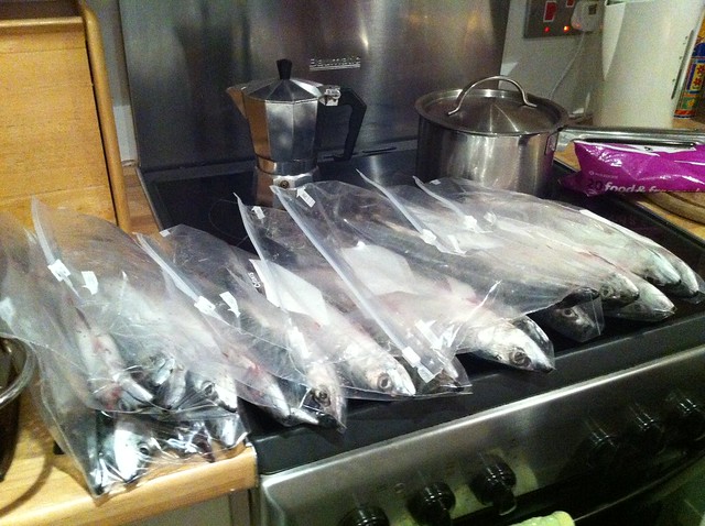 Bagged For The Freezer
