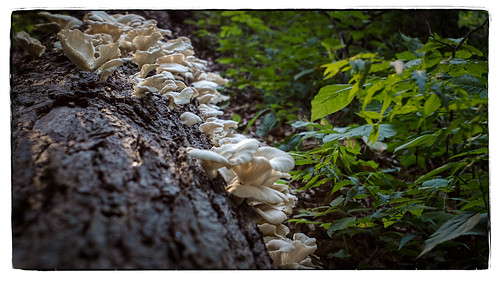 leelanau mushroom oystermushrooms leland michigan unitedstates