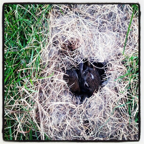 Rabbit den in my backyard | from Instagram instagr.am/p/NH1L… | Flickr
