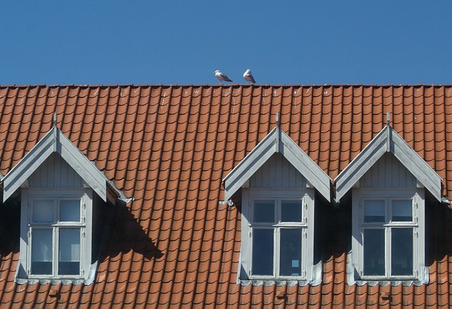 Gulls on the roof