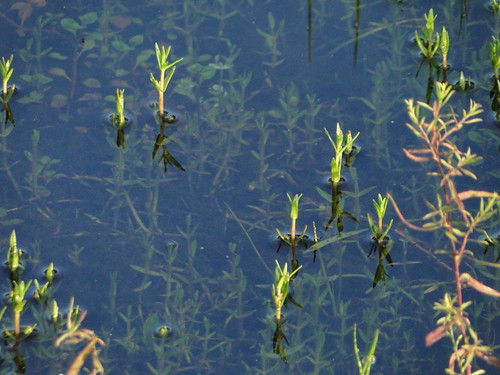 summer favorite green nature water sunrise newjersey outdoor nj marsh campground richtung portrepublic mullicariver collinscove болота ньюджерси palustrinewetlands chestnutlake честнатлейк