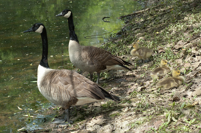 Branta canadensis - Montgomery County, Maryland, United States of America