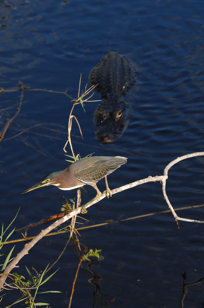 Alligator stalking Green Heron