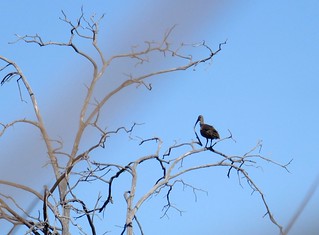 Hadeda ibis | Tee La Rosa | Flickr