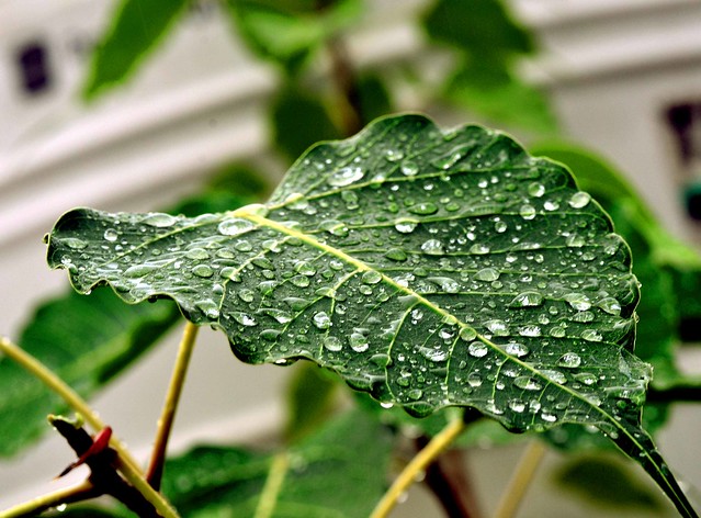 leaf-droplets