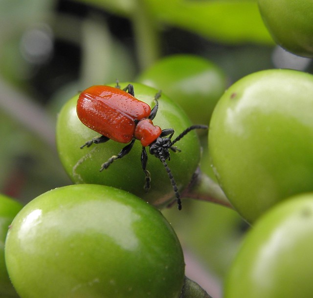 Bittersweet beetle