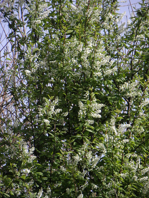 Prunus padus (Bird Cherry / Gewone vogelkers)