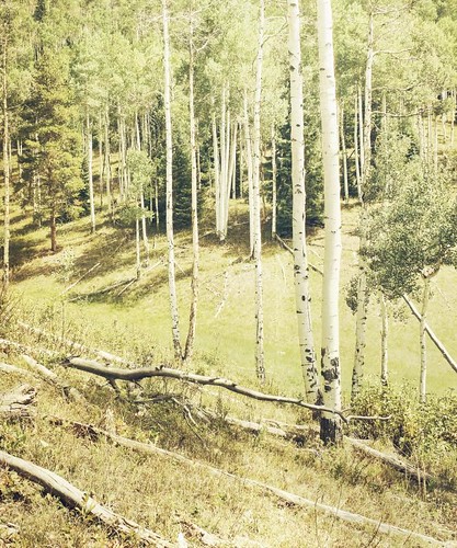 trees forest canon landscape colorado afternoon grove pines overexposed aspens grasses slope textured glaring verticle t1i applesandsisters